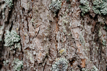brown pine tree bark texture with bluish northern moss, tree trunk, beautiful pattern, nature backgr