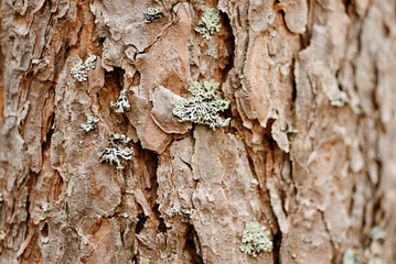 brown pine tree bark texture with bluish northern moss, tree trunk, beautiful pattern, nature backgr