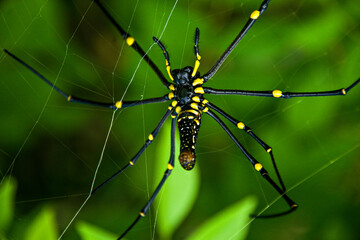 spider on a leaf