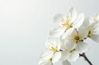 © Thaned - Delicate white blossoms against pure white background, artistic, petals, art