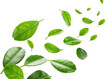© DigitalDreamScapes - Fresh kaffir lime leaf with vibrant green color floating isolated on transparency background for natural cooking ingredient