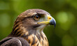© Minechka - Close-up view of a bird of prey's face and feathers