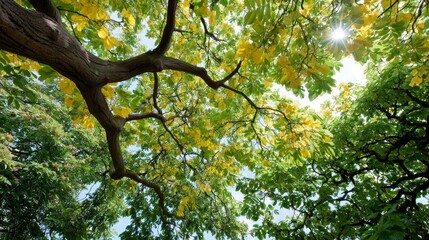 Poster - Sunlight shines through ancient trees, lighting up yellow leaves and creating a serene atmosphere, ideal for nature lovers and photographers