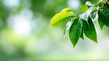 Poster - Emerald green leaves soak in warm sunlight, casting a serene and vibrant ambiance, ideal for springtime or nature-themed projects with ample copy space