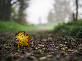 Wall Mural - fallen yellow leaf on a footpath in focus, park trees out of of focus in a mist in the background. f