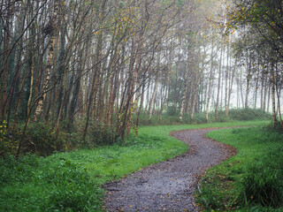 Wall Mural - footpath in a forest park with green trees and fog. calm and relaxing nature scene. nobody. selectiv