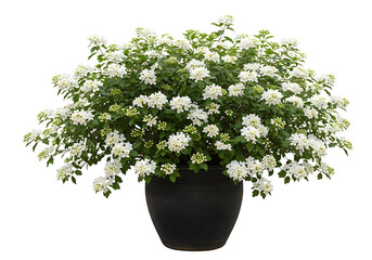 potted plant with flowers isolated on transparent background