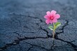 © Michael - Pink flower growing from cracked asphalt represents new life and hope