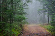 © Christoph - Misty Forest Pathway in Styrian Woods