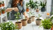 © Akaligo Stock - Woman tending to potted plants, showing care and attention to detail while repotting small seedlings in terracotta pots on a white table