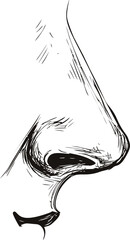 Poster - Black and white sketch of a human nose in profile view illustration. Vector illustration