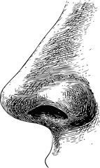 Aufkleber - Detailed black ink sketch of a human nose, art illustration. Vector illustration