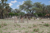 african village in botswana with small livestock goats in the yard
