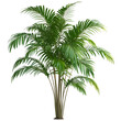 © Salindu - Large artificial outdoor palm tree isolated on transparent background