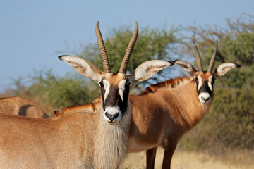 Wall Mural - portrait of a rare roan antelope (hippotragus equinus) in natural habitat, south africa.