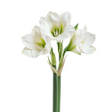 White amaryllis bouquet close up