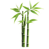 Dark green bamboo stalks nature background image