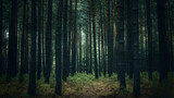 Enchanted Forest: A Serene Landscape of Tall Pine Trees