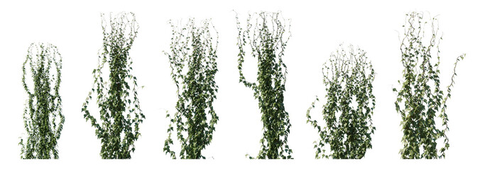 climbing creeper ivy plant isolated png on a transparent background premium cutout. creepers branche