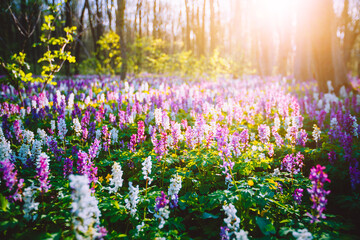 Aufkleber - The sun breaks through a forest covered with Corydalis cava flowers. Floral pattern.