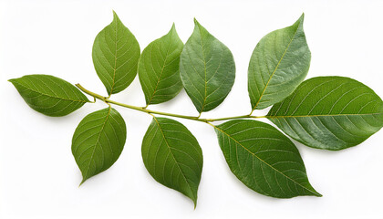 tree of heaven branch with leaves isolated on white background