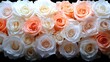 © Sonya - Close-up of white and pink roses on black background, allowing space for text or image