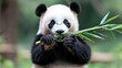 © PJ Gallery - Adorable Panda Cub Eating Bamboo