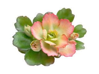 Wall Mural - Striking close-up view of a succulent plant with bright pink and orange accents on its petals and vibrant green leaves.