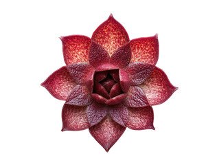 Wall Mural - Vivid, close-up image of a symmetrical succulent plant, showcasing its detailed texture and deep red-purple hues.