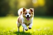 © MrAoffer - Playful Dog Companionship
