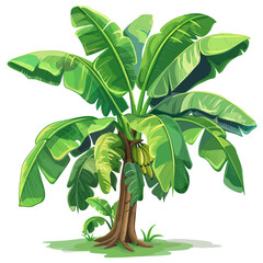 banana tree vector illustration