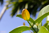 Fresh green leaves of garcinia cowa (Garcinia Cowa Roxb)