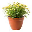 © BAYZID - flower in a pot