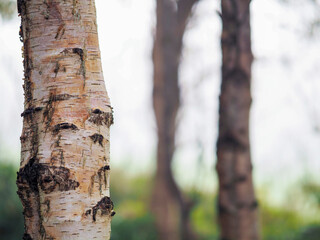 Wall Mural - birch tree in focus, forest in a mist out of focus. calm and relaxing nature scene. fog in a park. n