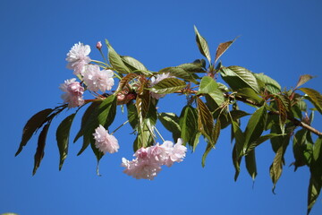 Wall Mural - Branch with double flowers of Japanese cherry (Prunus serrulata) against blue sky