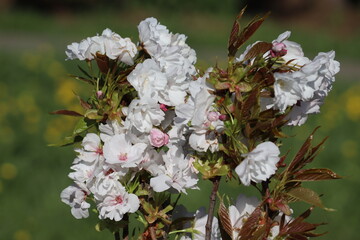 Wall Mural - White sakura flowers close-up in spring garden