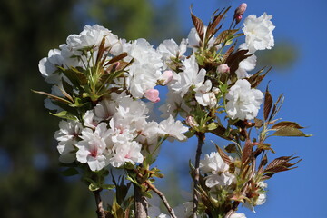 Wall Mural - White sakura flowers close-up in spring garden