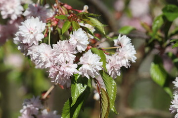 Wall Mural - Branch with double flowers of Japanese cherry (Prunus serrulata)