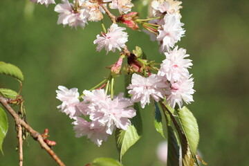 Wall Mural - Branch with double flowers of Japanese cherry (Prunus serrulata)