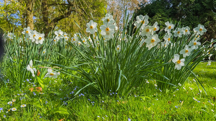 Poster - Daffodils bloom vibrantly in a lush green park under the sunlight during springtime