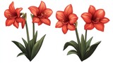 Red amaryllis flowers illustration isolated on white background. Possible use educational or botanical resources