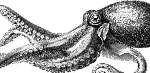 Wall Mural - Intricate vintage octopus illustration with detailed tentacles and textured skin.