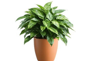 fresh leafy indoor plant in a modern pot with a natural touch that enhances the charm of your living