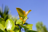 Fresh green leaves of garcinia cowa (Garcinia Cowa Roxb)