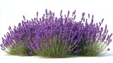 Collection of PNG. Bush of lavender plant, isolated on a transparency background.