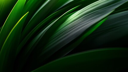 Fototapete - Close up of green leaves with a dark background. The leaves are very thick and the background is dark