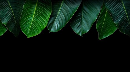 Poster - Leafy green plant with a black background. The leaves are large and green, and they are arranged in a way that creates a sense of depth and movement. The image conveys a feeling of growth