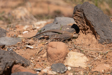 Wall Mural - In the rugged country of Southern Utah USA a Whiptail lizard searches for insects to eat among the sandstone and basalt rocks under the hot desert sun.