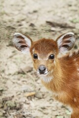 Wall Mural - little sitatunga standing and looking at the camera