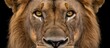 © One King - intimate portrait of a majestic male lion with a penetrating gaze, capturing the raw power and regal beauty of this apex predator against a stark black backdrop highlighting its fierce presence